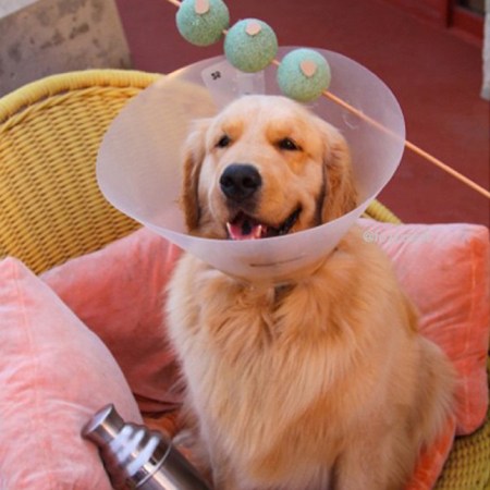 martini dog